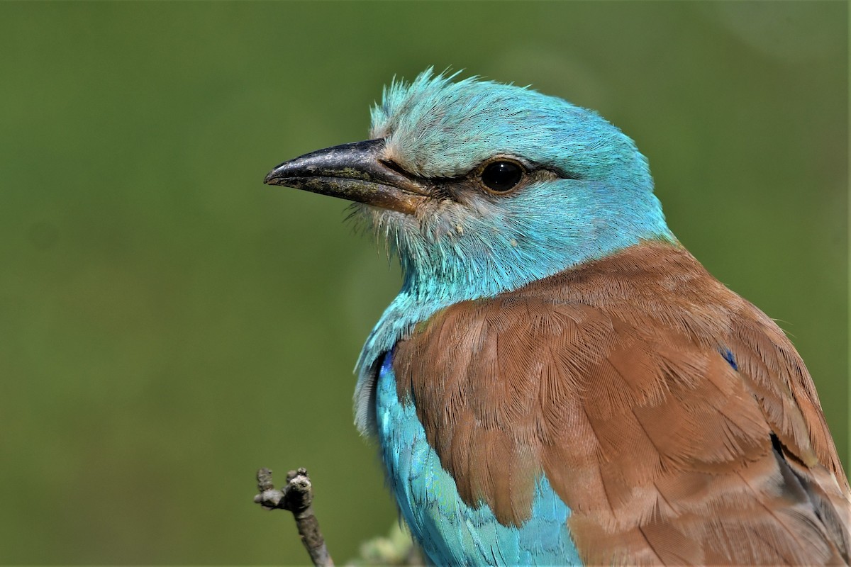 mandelík hajní - ML569033331