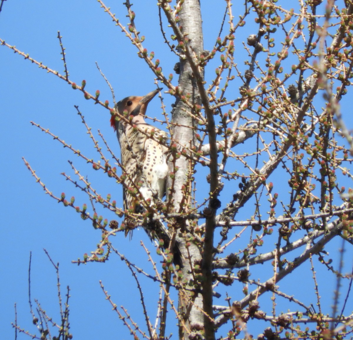 Northern Flicker - Kathleen Spicer