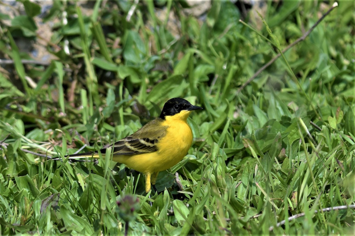 konipas luční - ML569034061