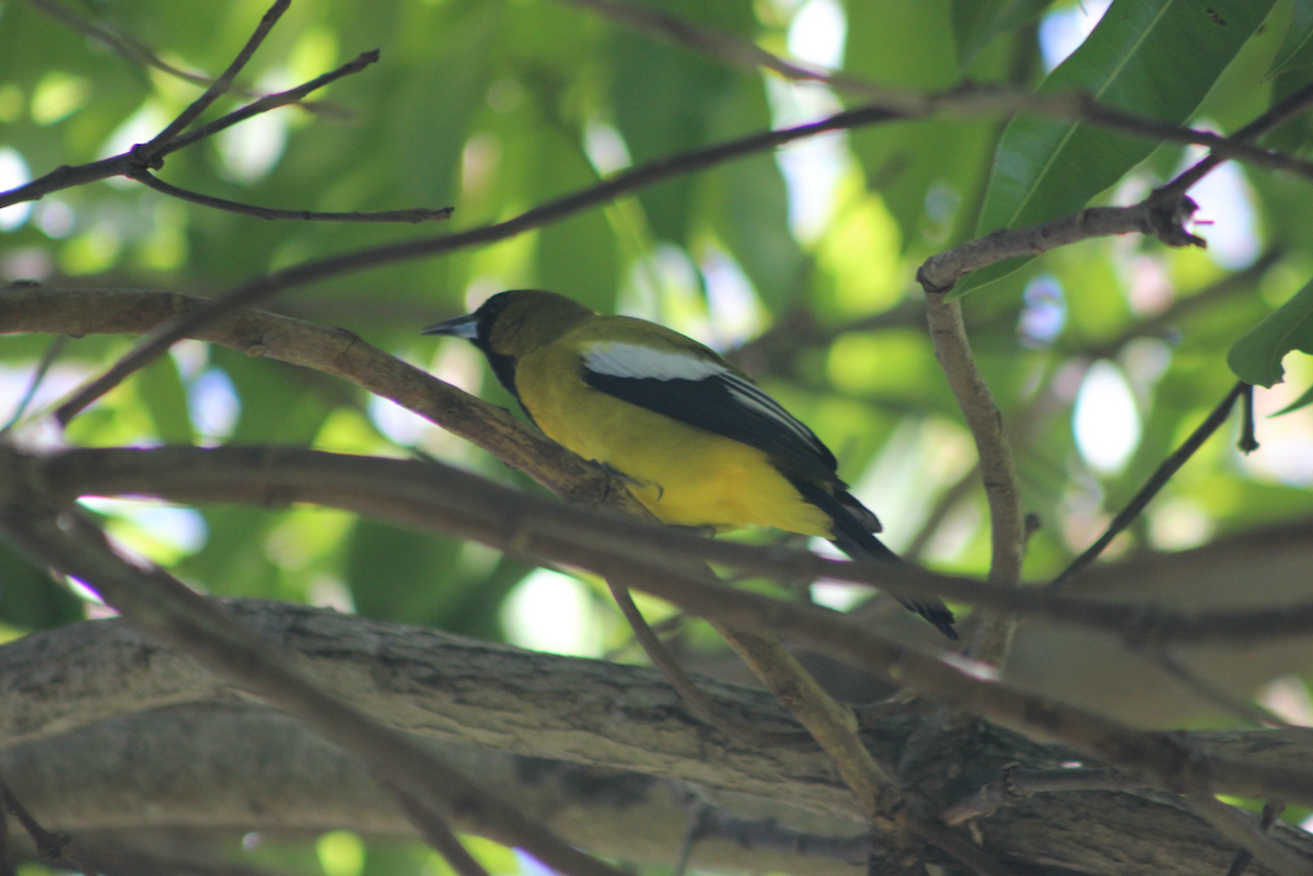 Jamaican Oriole - ML569035281