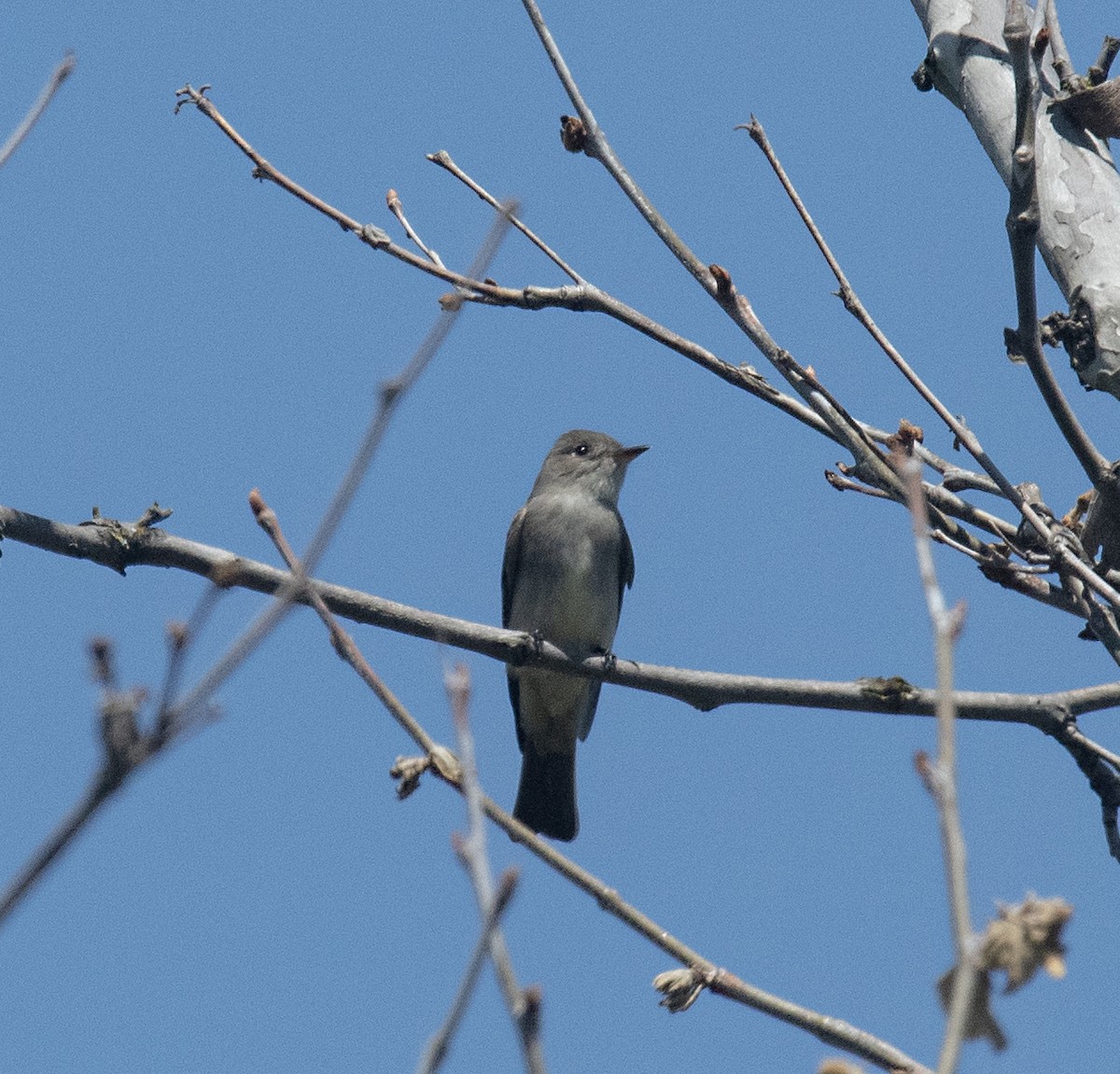 Western Wood-Pewee - Terry  Hurst