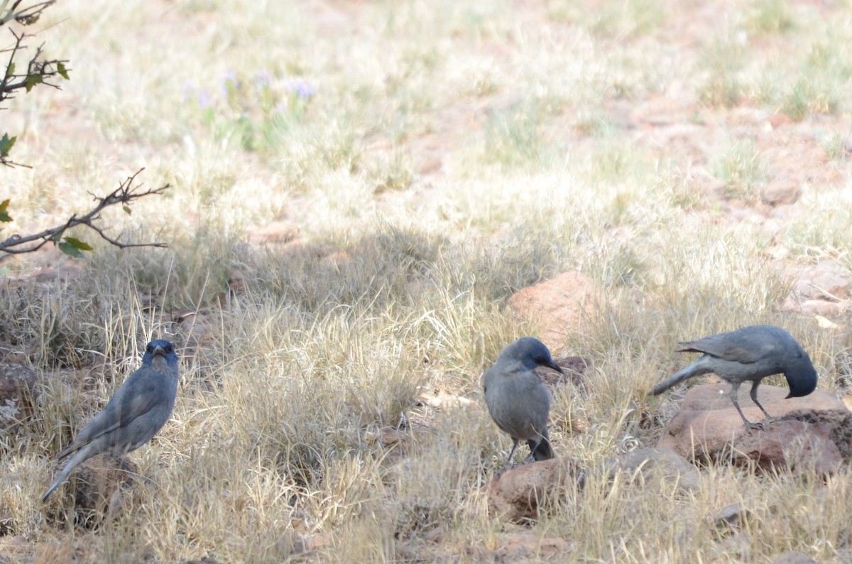 Pinyon Jay - ML569038301