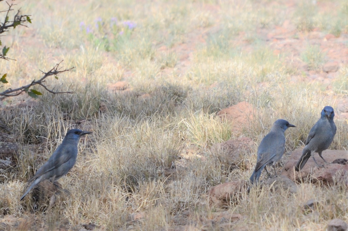 Pinyon Jay - ML569038311