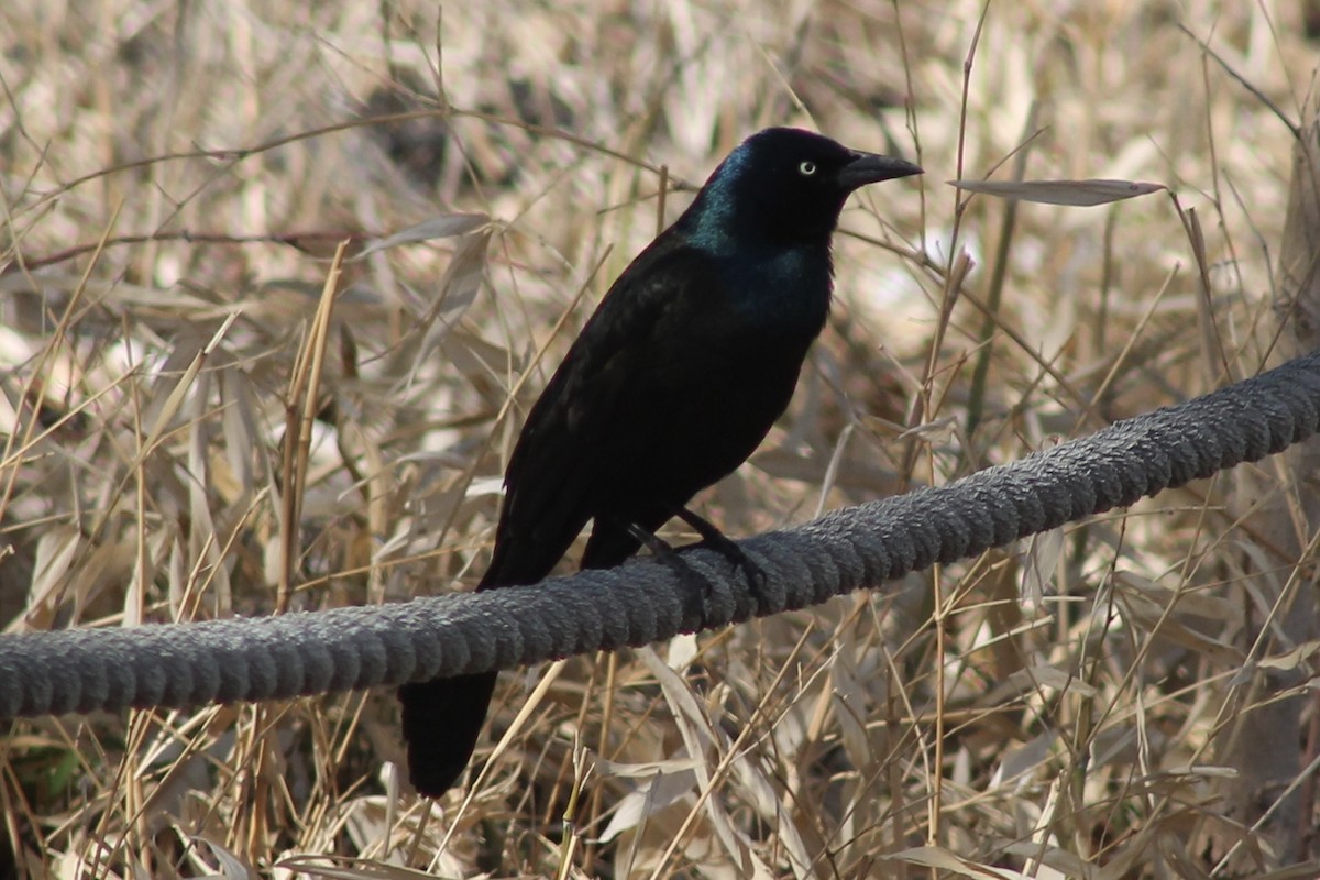 Common Grackle - ML569038421