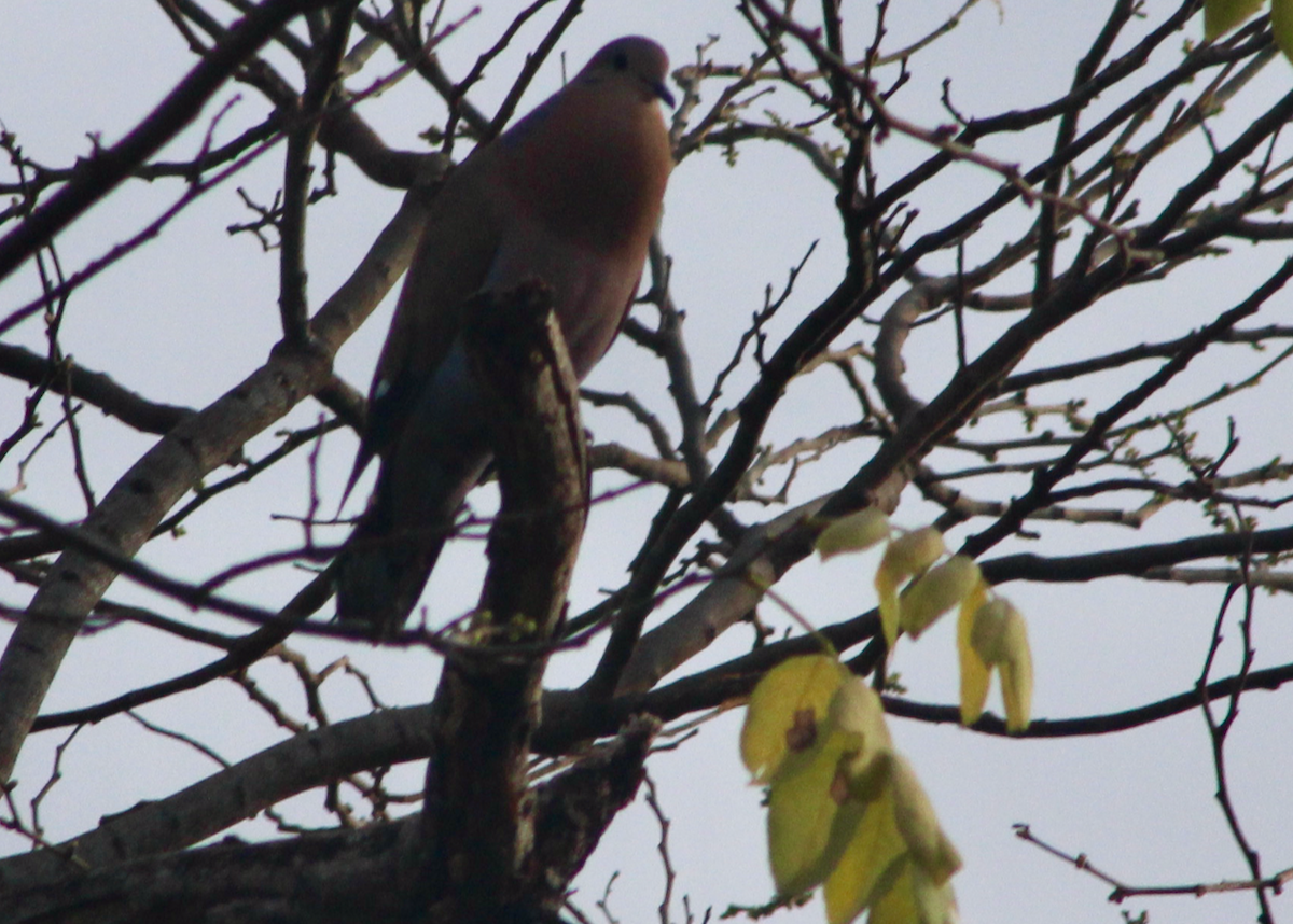 Ring-tailed Pigeon - ML569039271