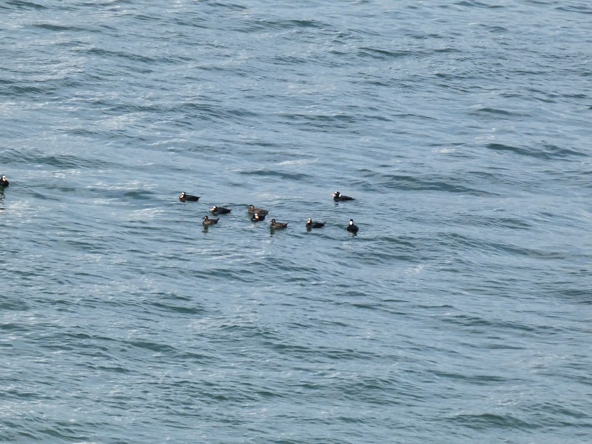 Surf Scoter - ML569039311