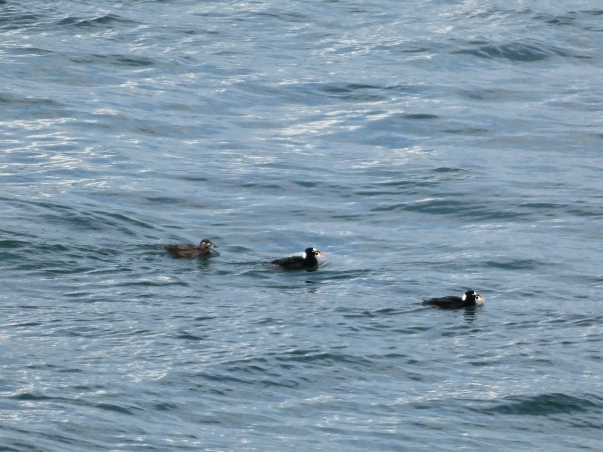 Surf Scoter - ML569039331