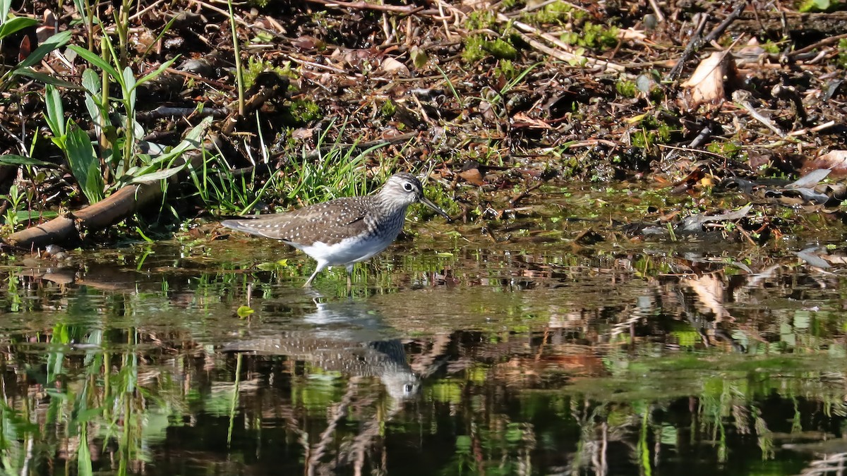 Solitary Sandpiper - Brenda Bull