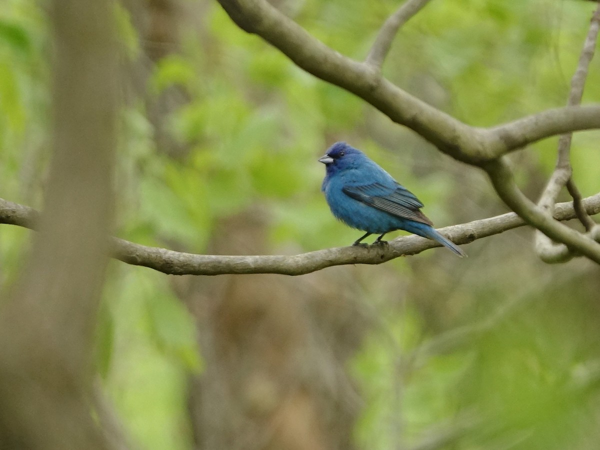 Passerin indigo - ML569040471