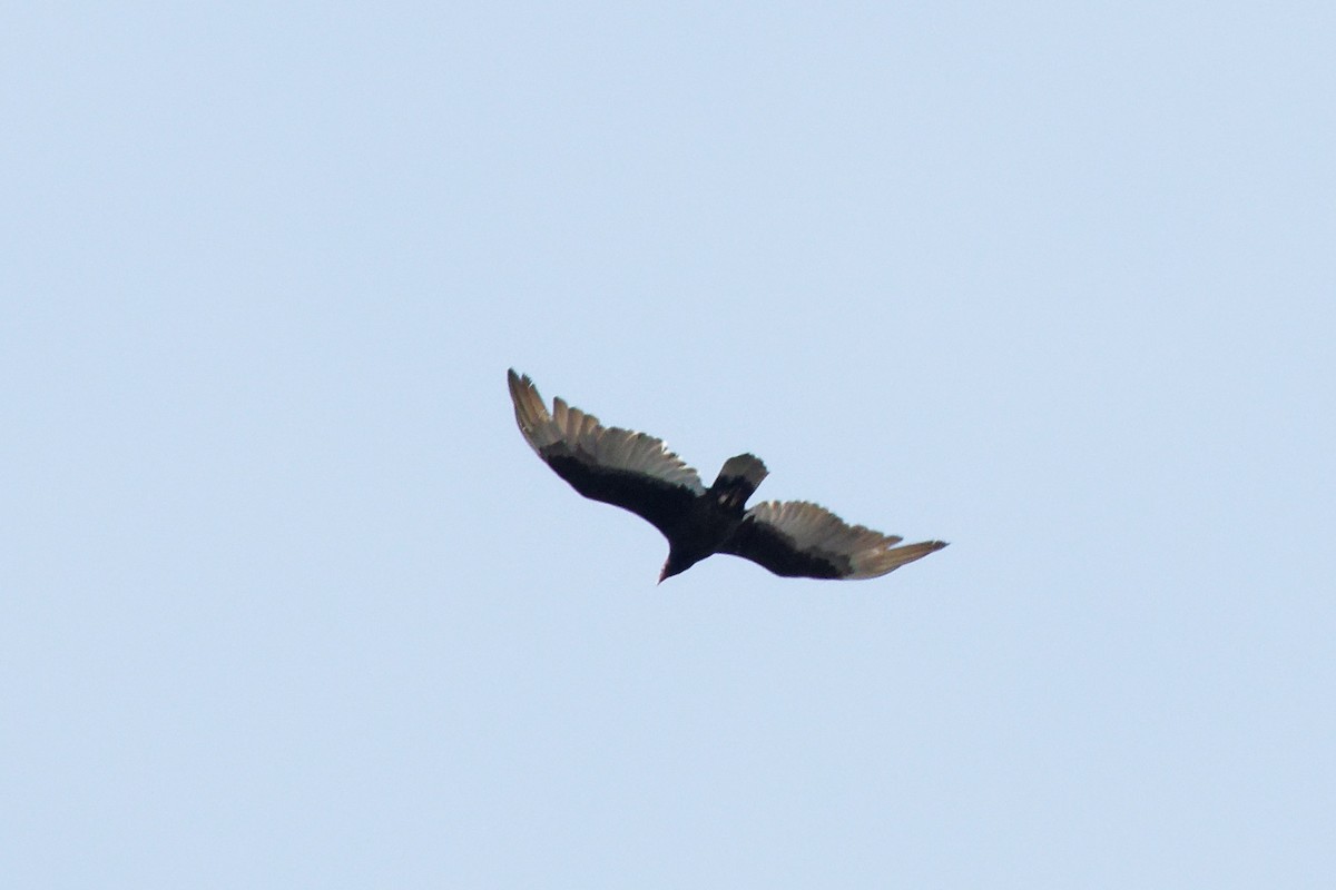 Turkey Vulture - ML569040821