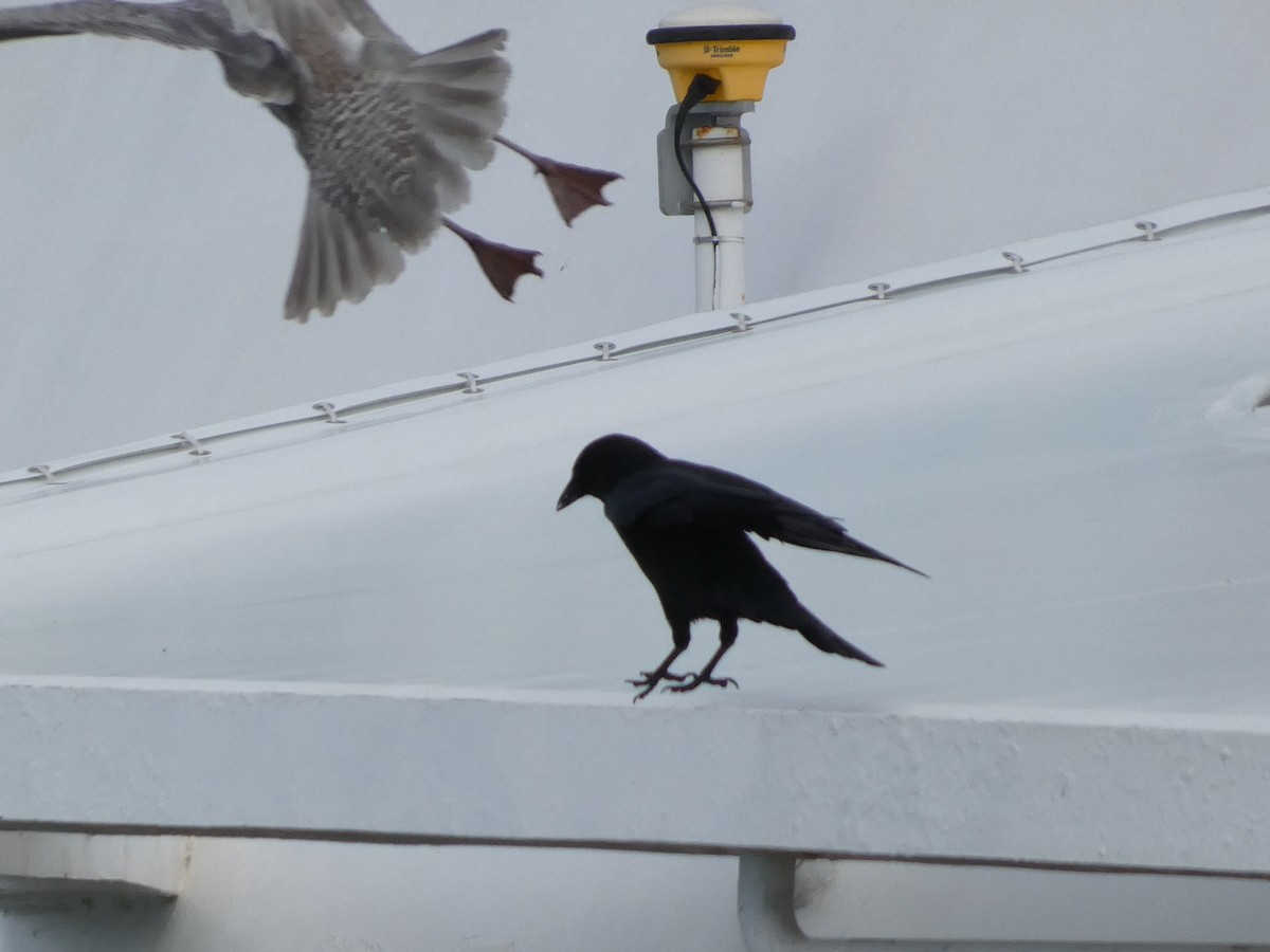 American Crow - ML569040981