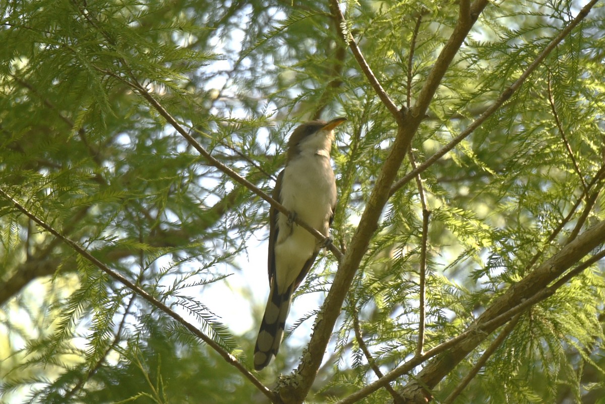 Yellow-billed Cuckoo - ML569041181