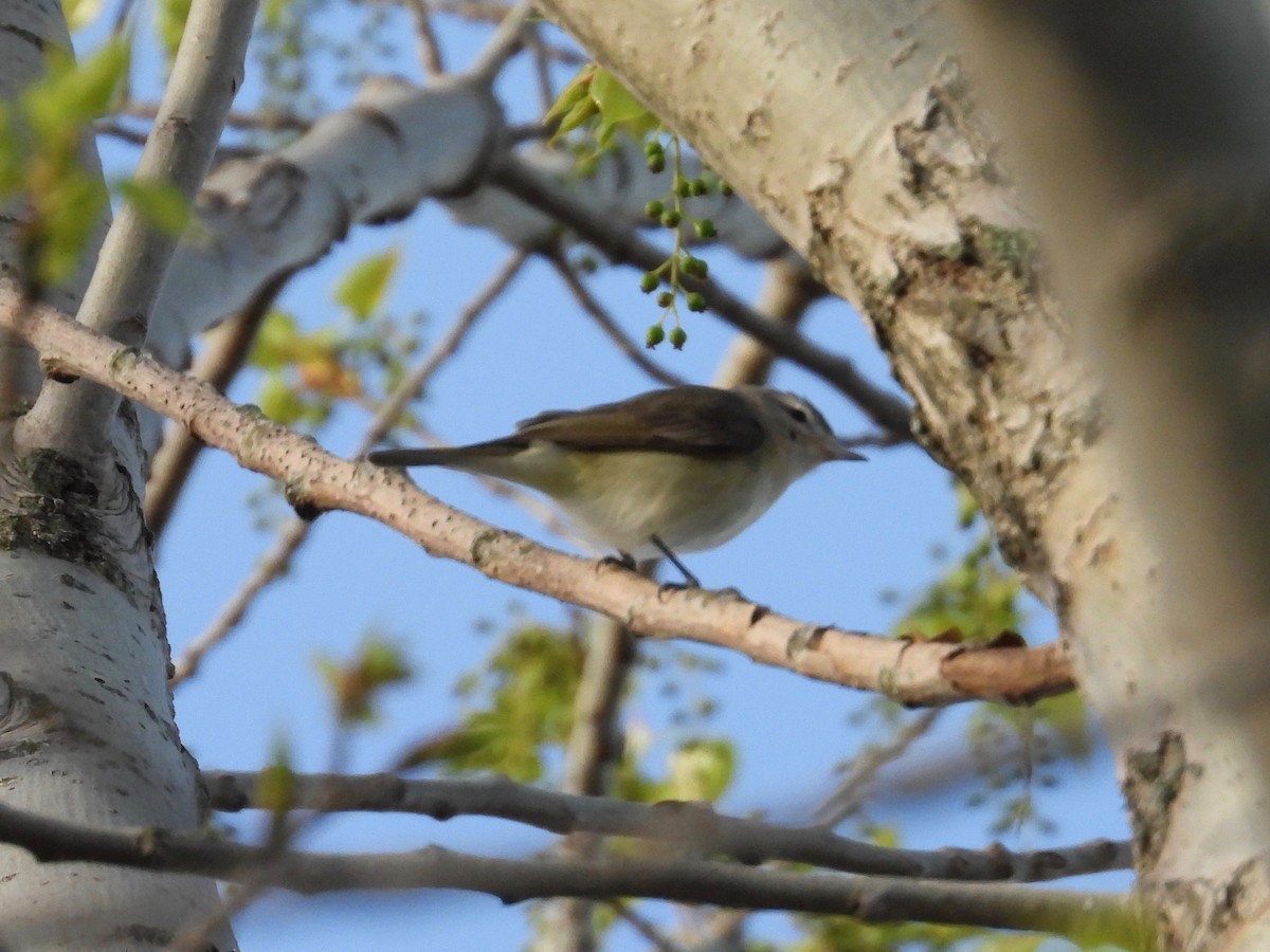 Warbling Vireo (Eastern) - ML569041361