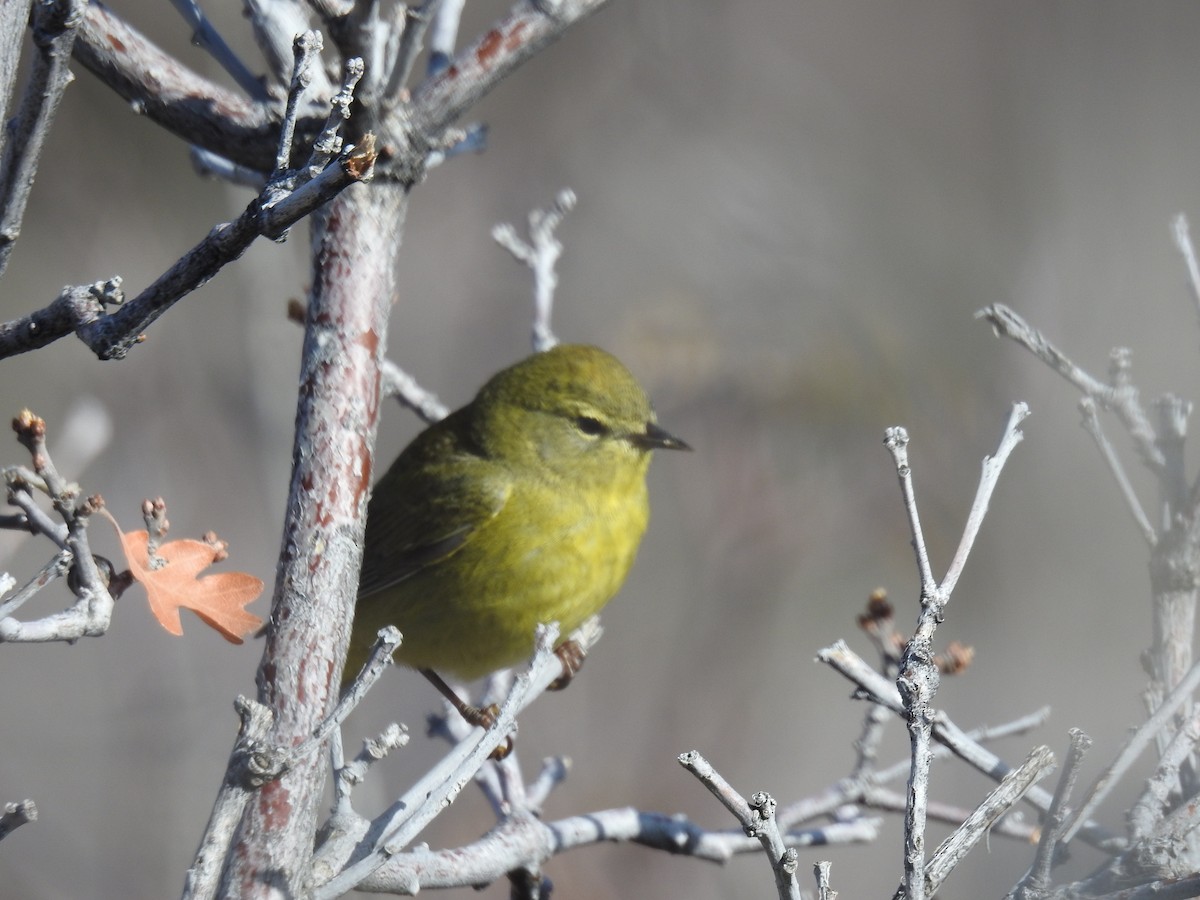 Orange-crowned Warbler - ML569041431