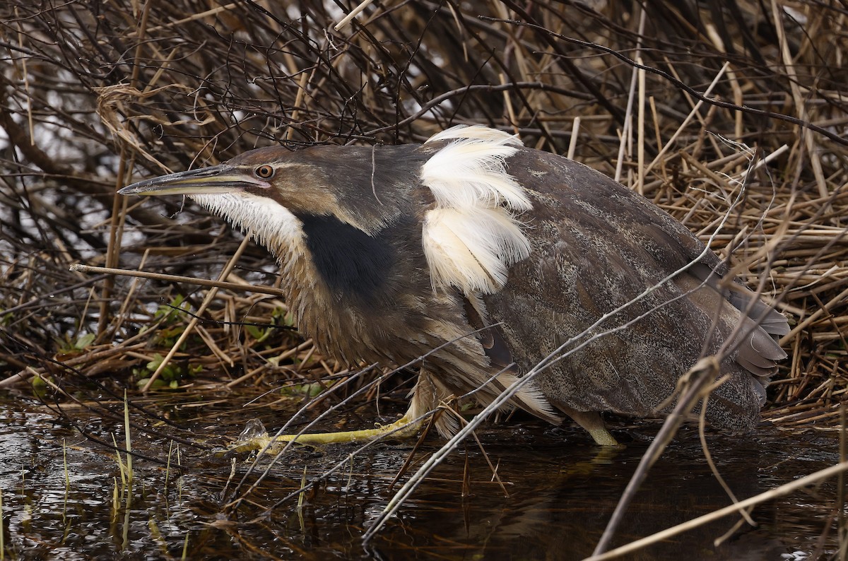 American Bittern - Charles Fitzpatrick