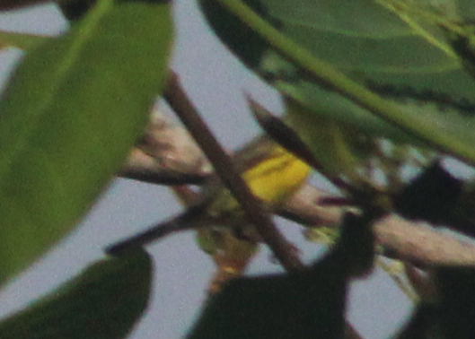 Magnolia Warbler - ML569042101