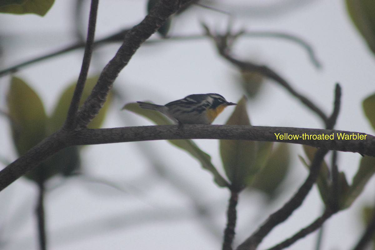 Yellow-throated Warbler - ML569042991