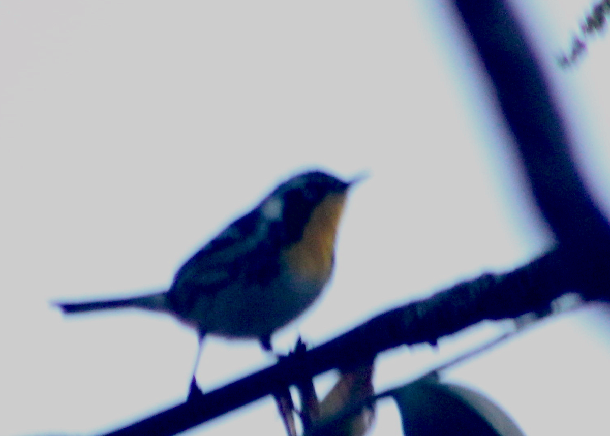 Yellow-throated Warbler - ML569043001