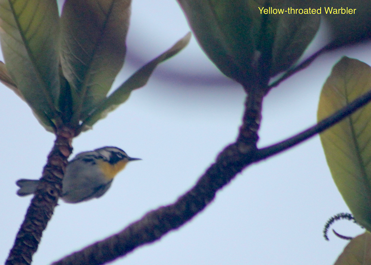 Yellow-throated Warbler - ML569043011