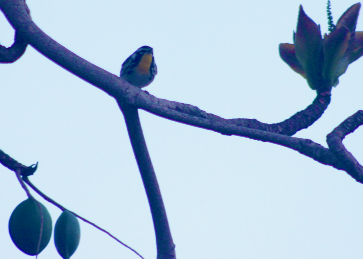 Yellow-throated Warbler - ML569043021