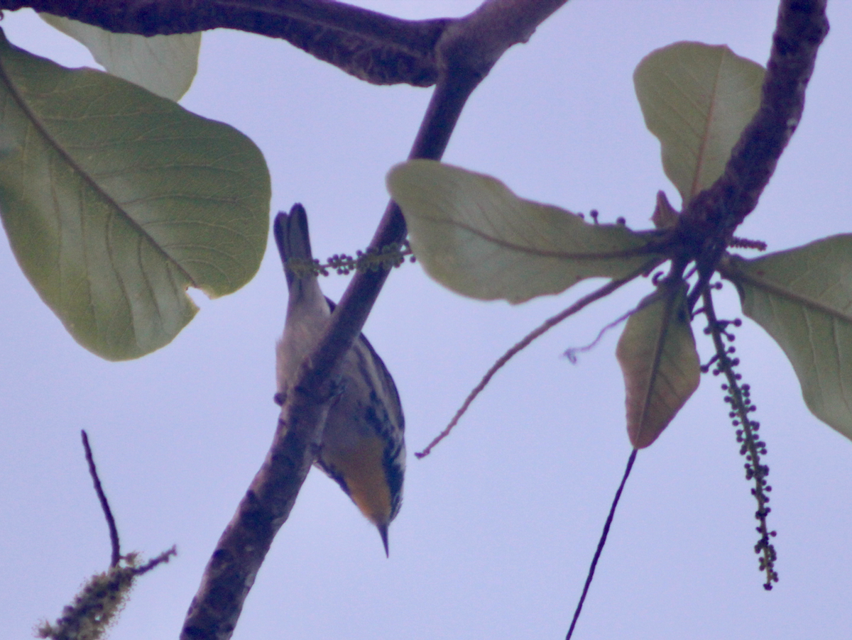 Yellow-throated Warbler - ML569043031
