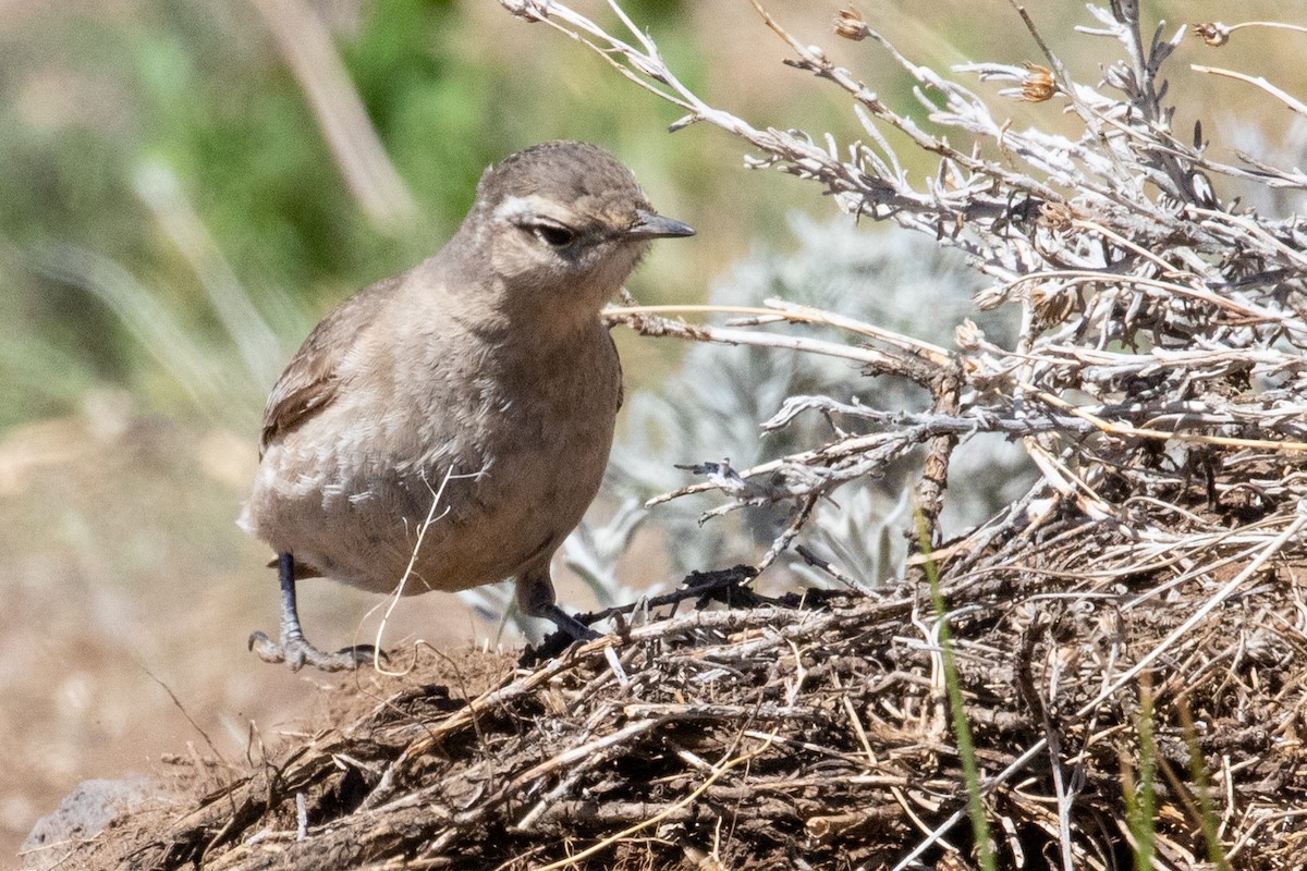 Géositte à ailes rousses - ML569044291