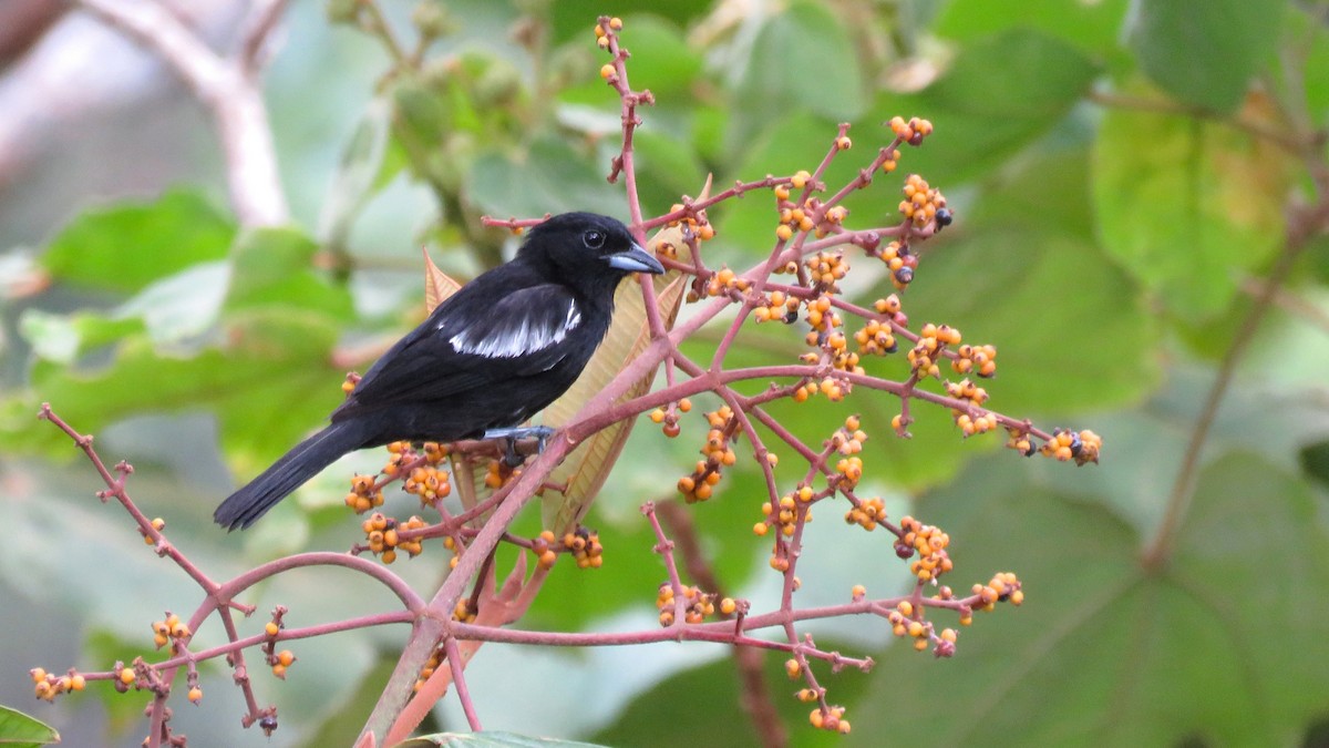 White-shouldered Tanager - Tim Forrester