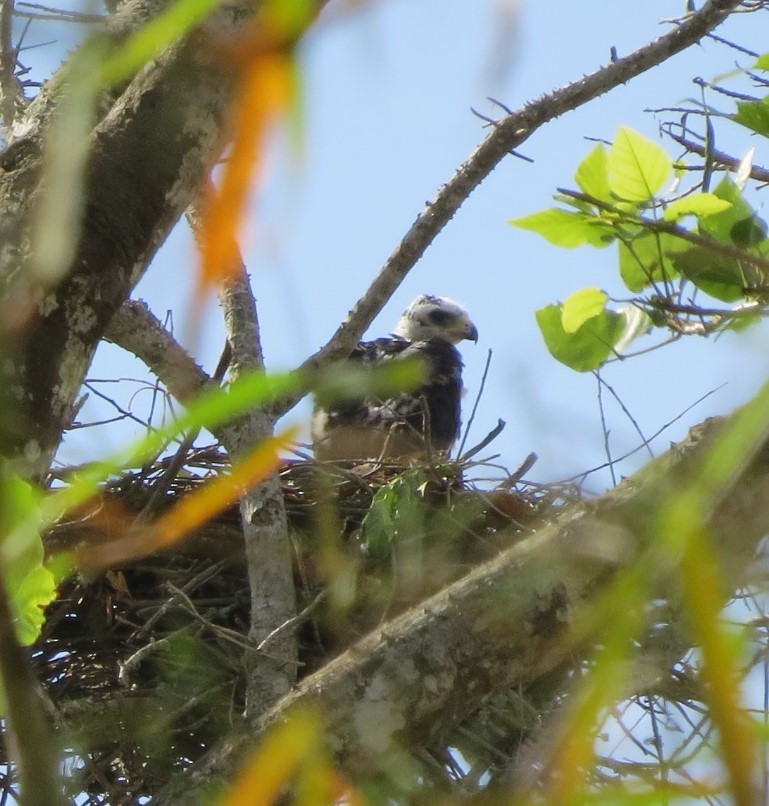 Zone-tailed Hawk - ML569044411