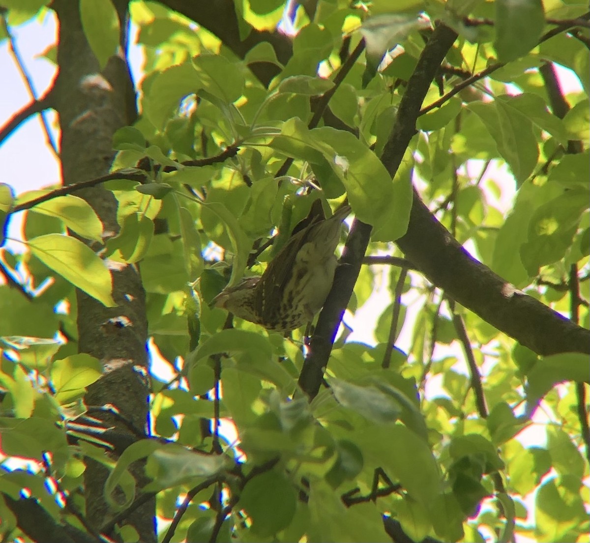 Rose-breasted Grosbeak - ML569044731