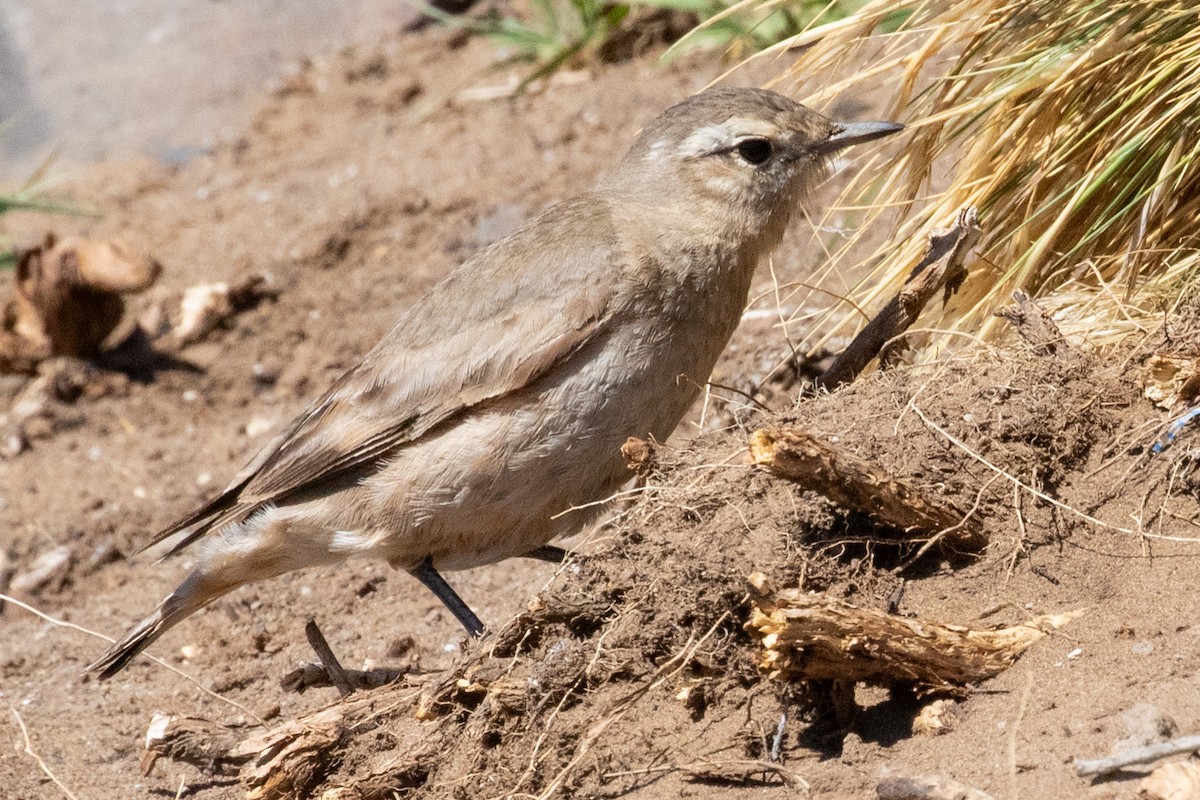 Rufous-banded Miner - Sue Wright