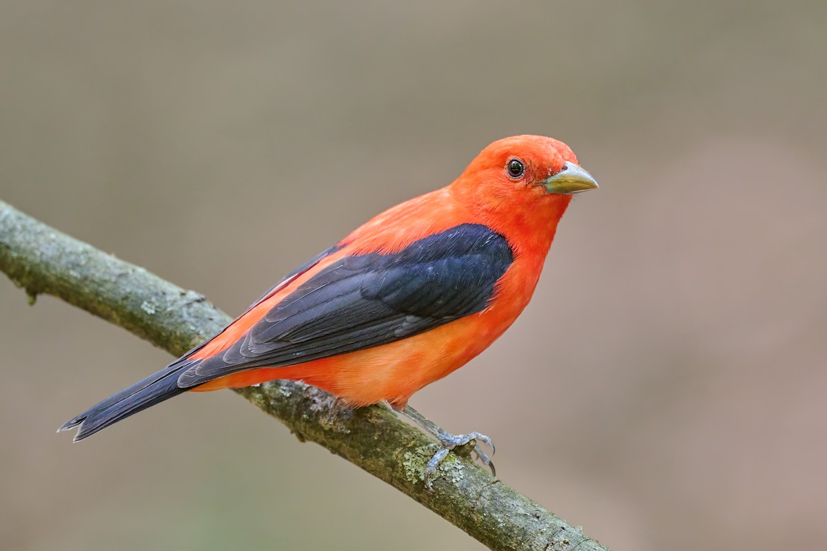 Scarlet Tanager - Sharif Uddin