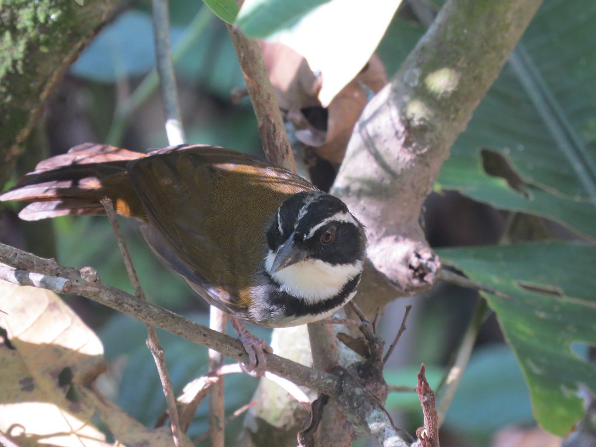 Caracas Brushfinch - ML569045521