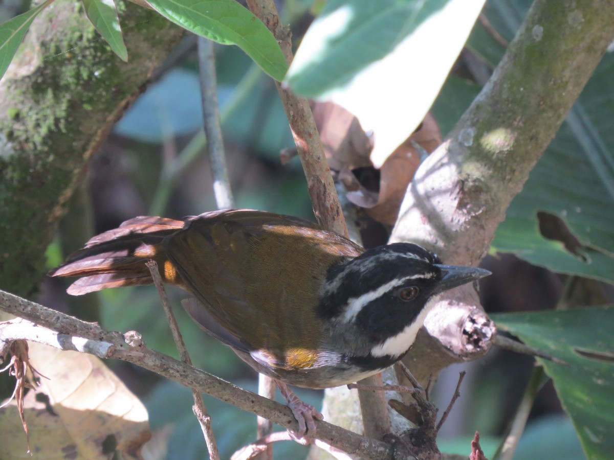 Caracas Brushfinch - ML569045561