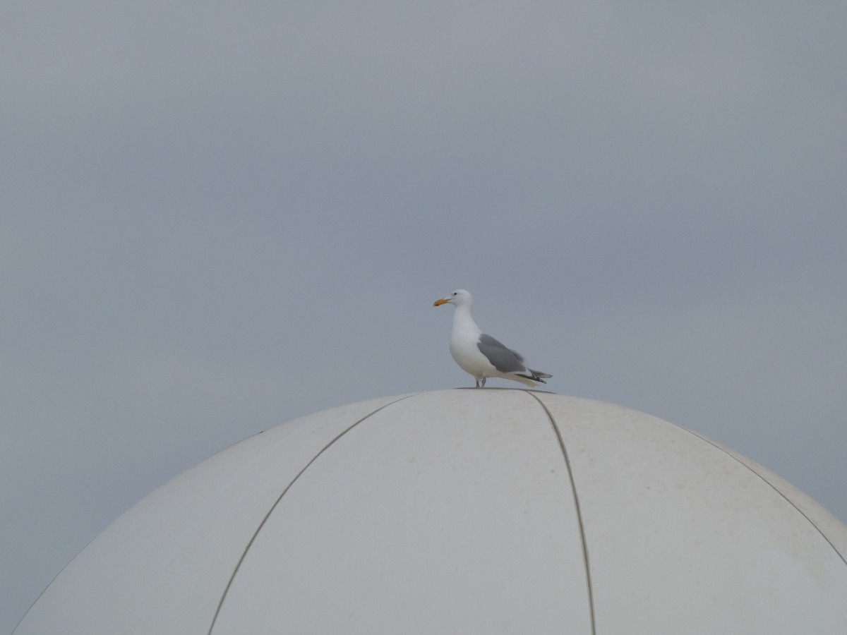 Glaucous-winged Gull - ML569045601