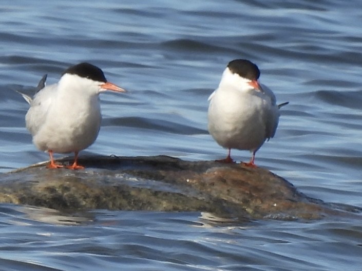 Common Tern - ML569046621