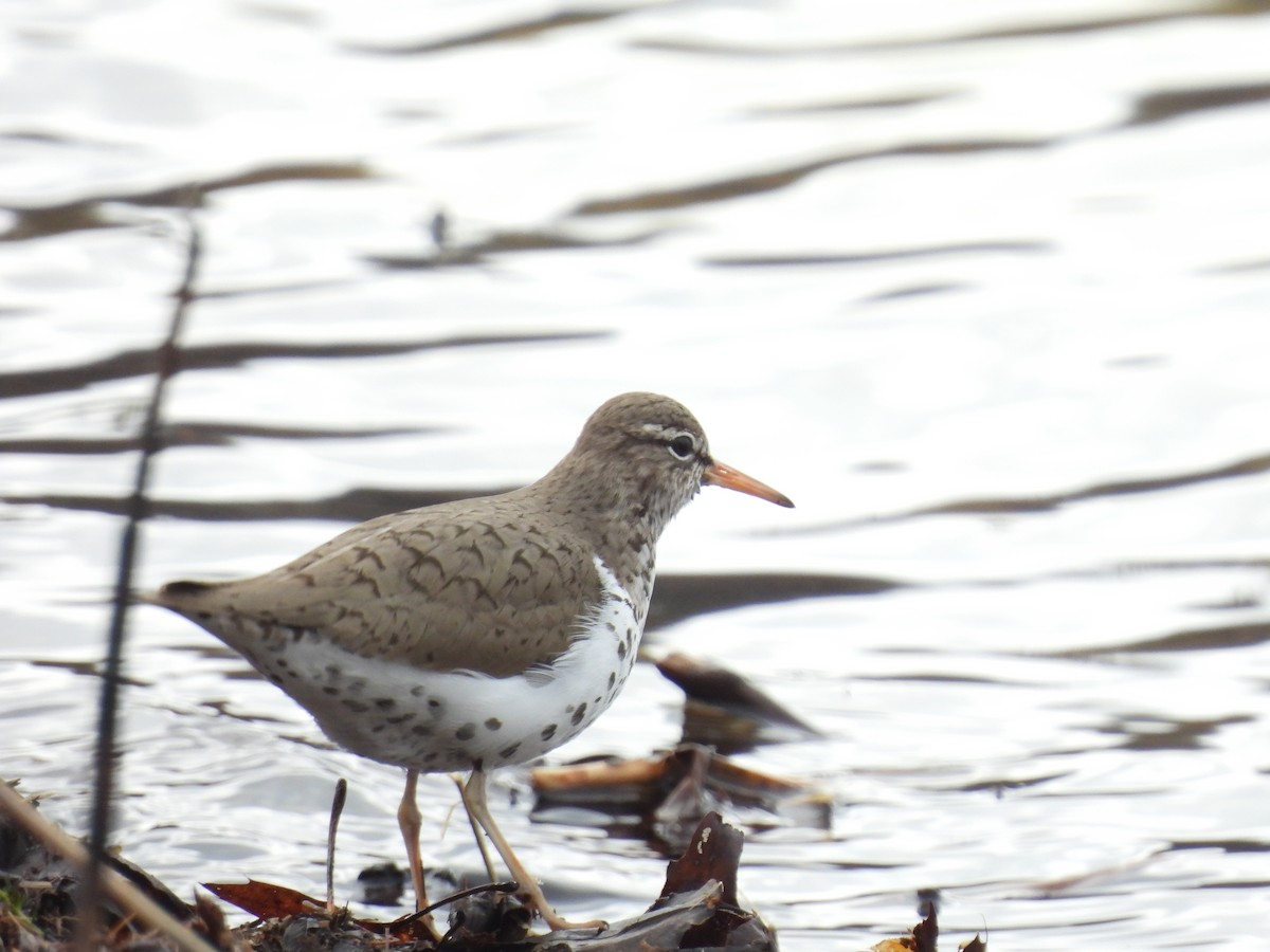 Spotted Sandpiper - ML569047361
