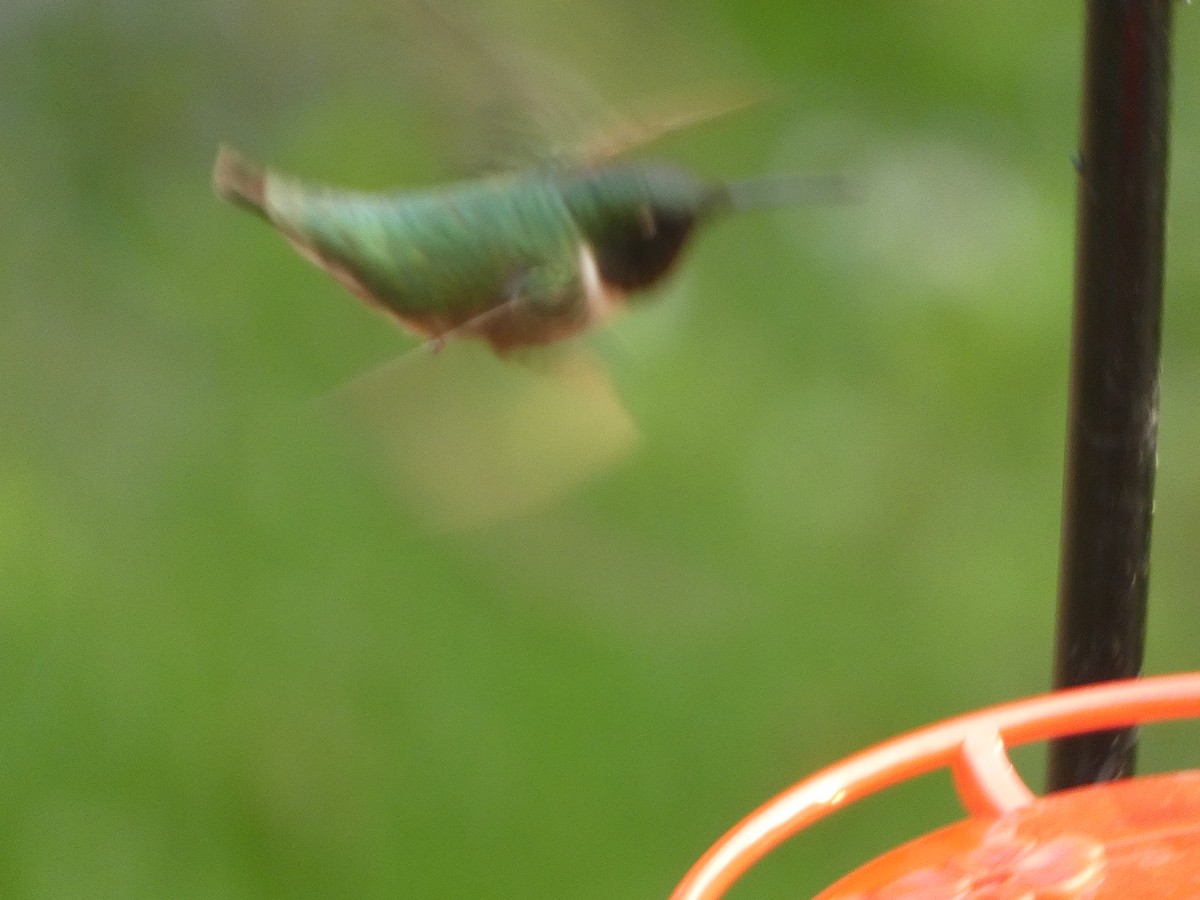 Ruby-throated Hummingbird - Julie Williams