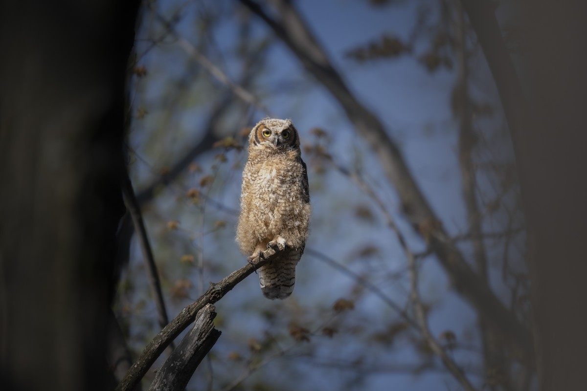 Great Horned Owl - ML569047771