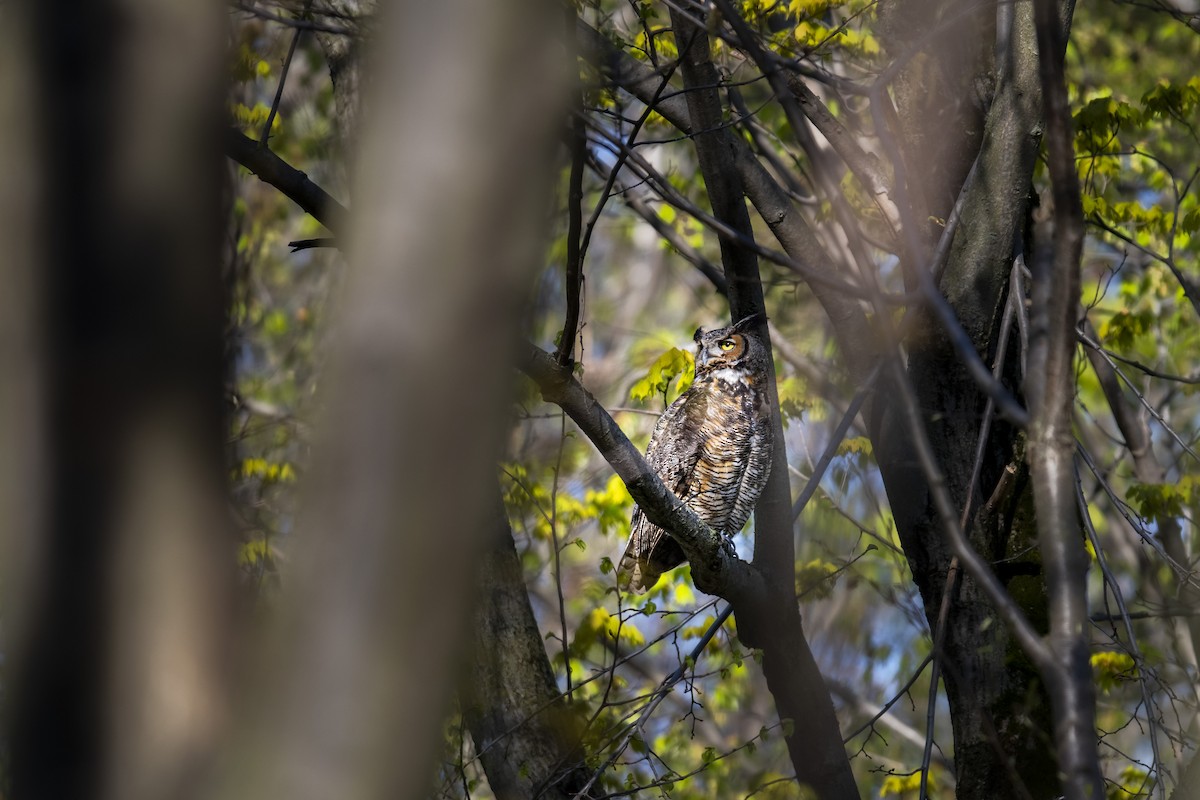 Great Horned Owl - ML569047781