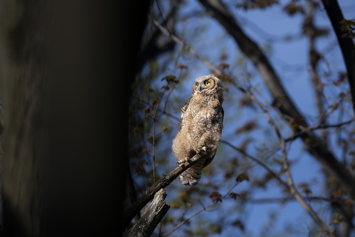 Great Horned Owl - ML569047791