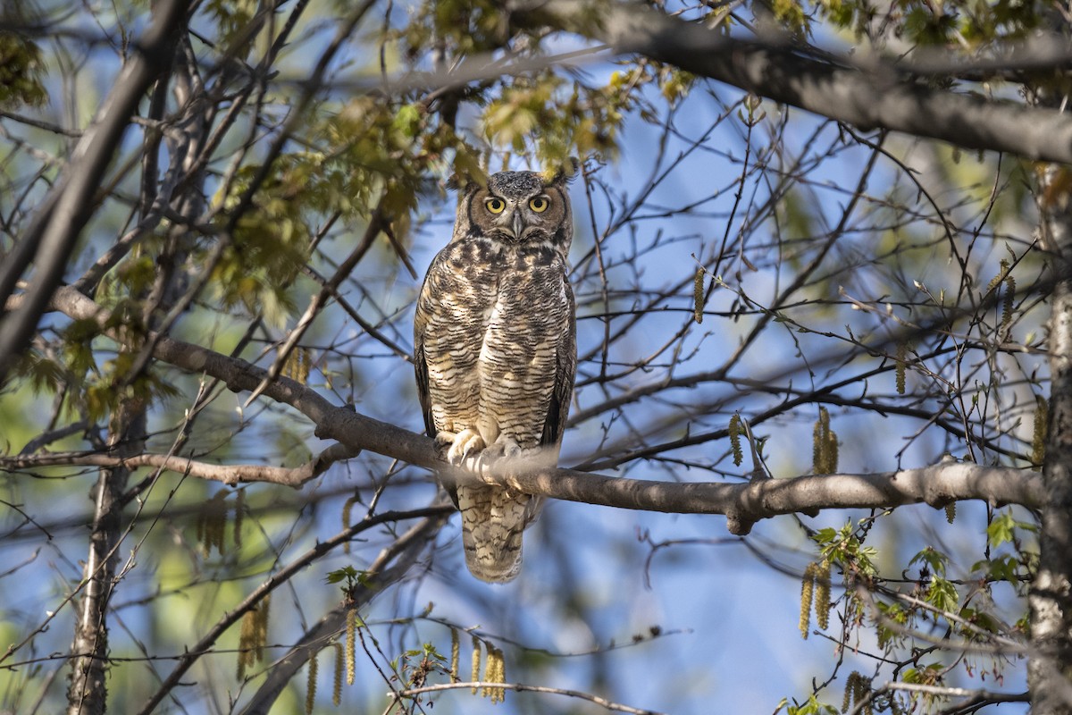 Great Horned Owl - ML569047851