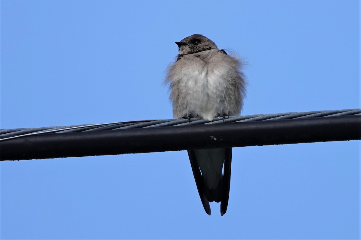 Northern Rough-winged Swallow - ML569047871