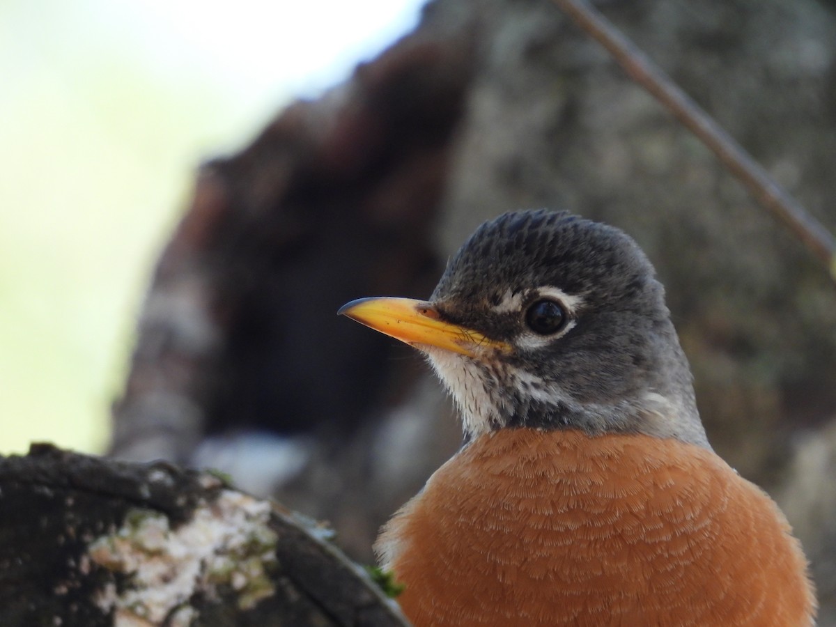 American Robin - ML569047881