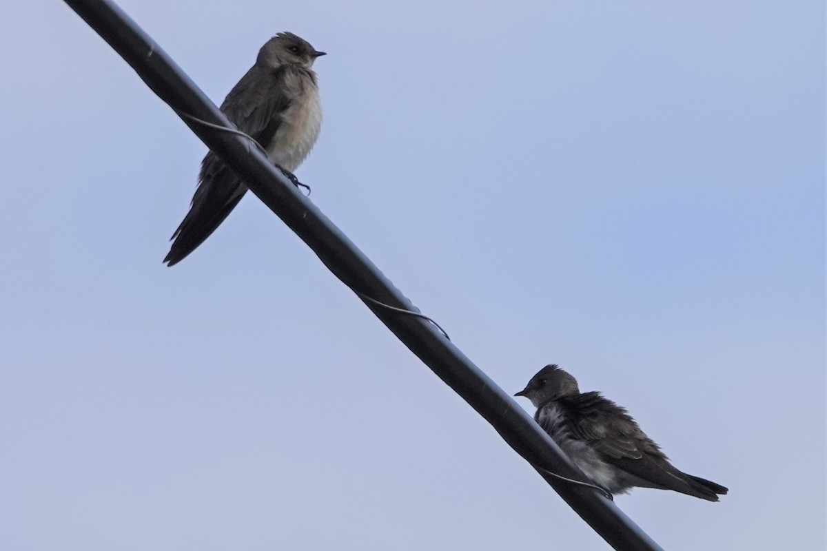 Northern Rough-winged Swallow - ML569047911