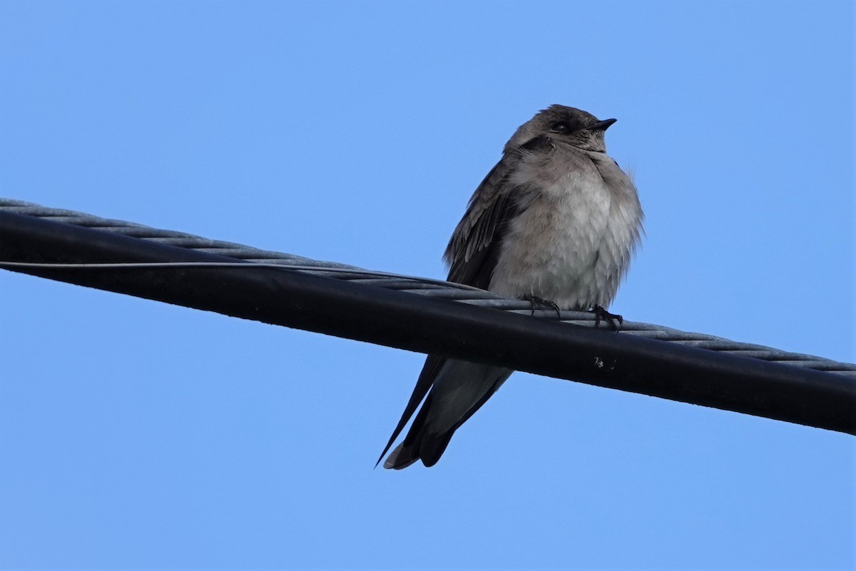 Northern Rough-winged Swallow - ML569047921