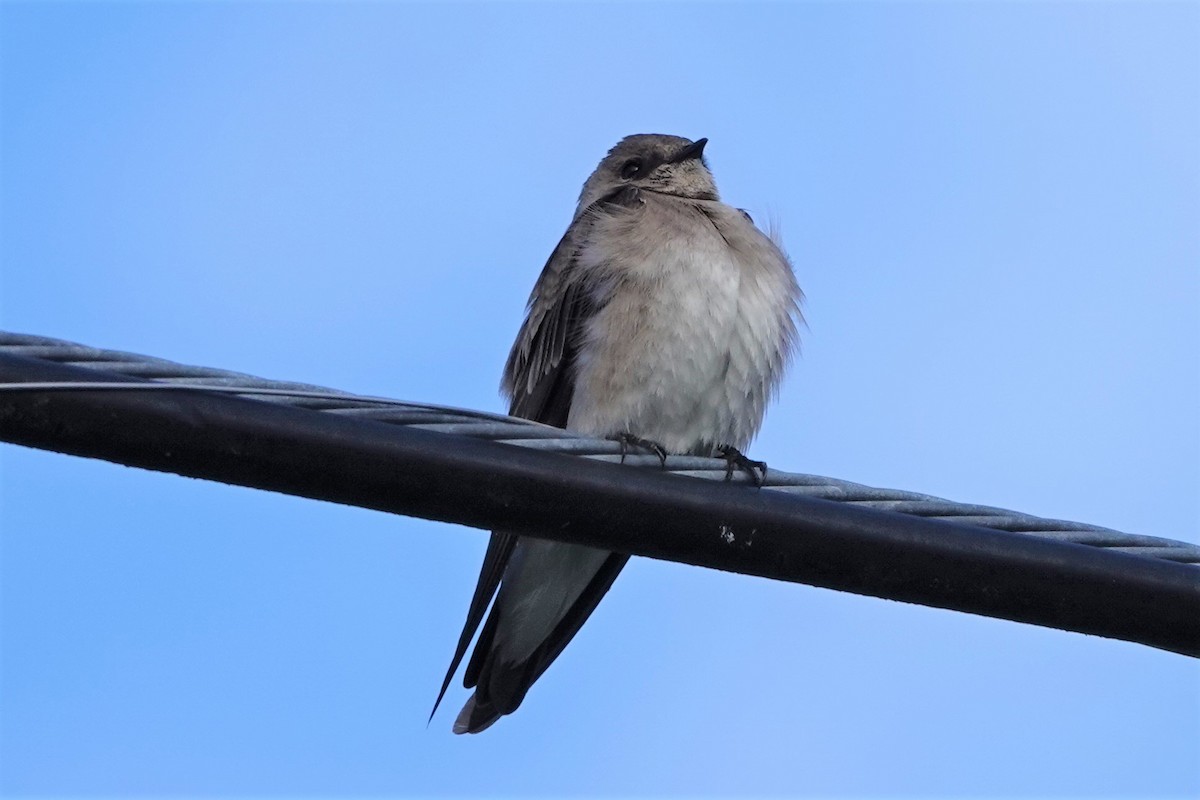 Northern Rough-winged Swallow - ML569047931