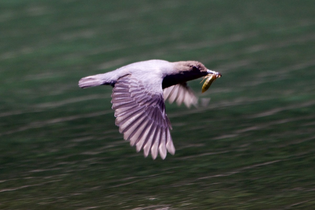 American Dipper - ML569048641