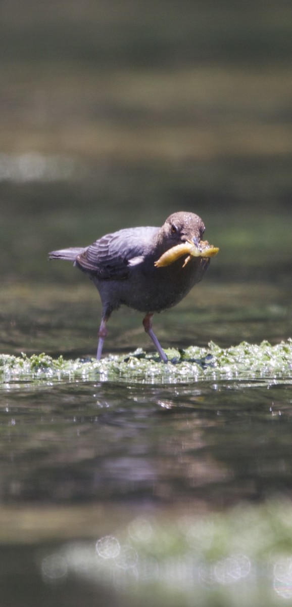 American Dipper - Gerson Josue Castellanos Portillo