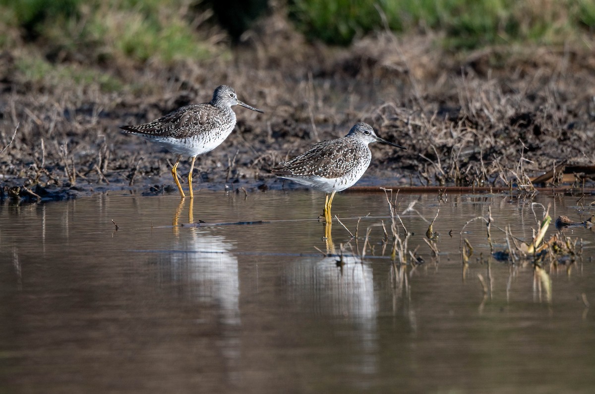 Greater Yellowlegs - ML569049371