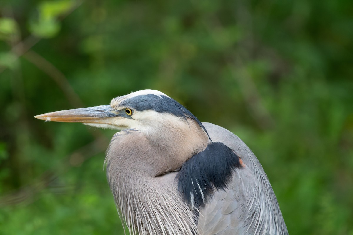 Great Blue Heron - ML569049941